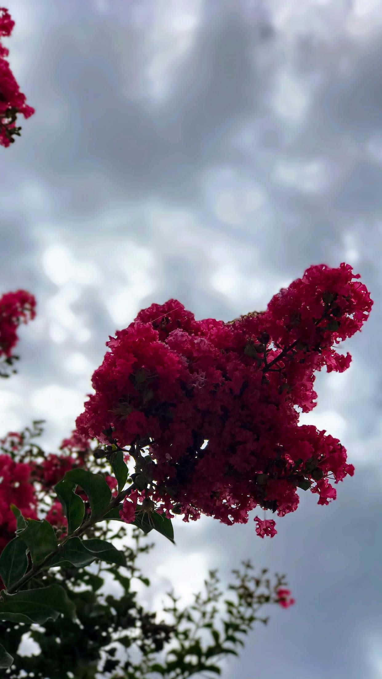 Portrait Mode, magenta crepe myrtle, overcast sky, Full HD Phone Wallpaper
