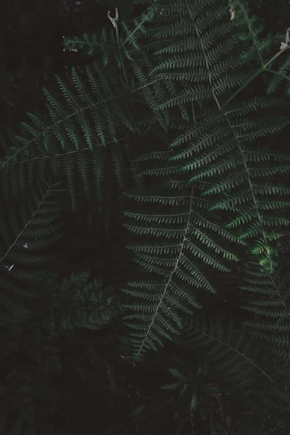 Portrait Mode, 1000 x 1500, dark green fern fronds, HD Phone Wallpaper