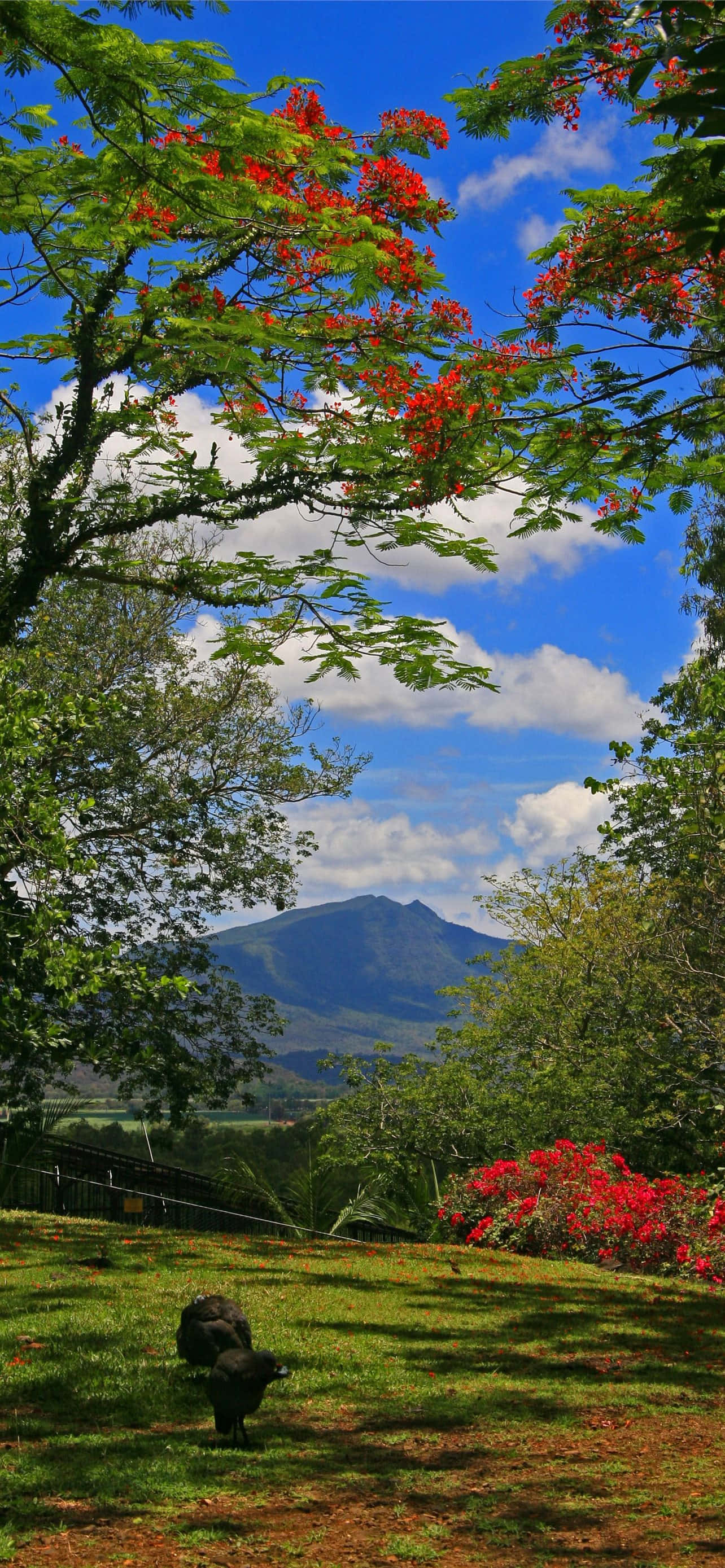 Portrait Mode, vibrant red flowers, lush green hillside, 2K Phone Wallpaper