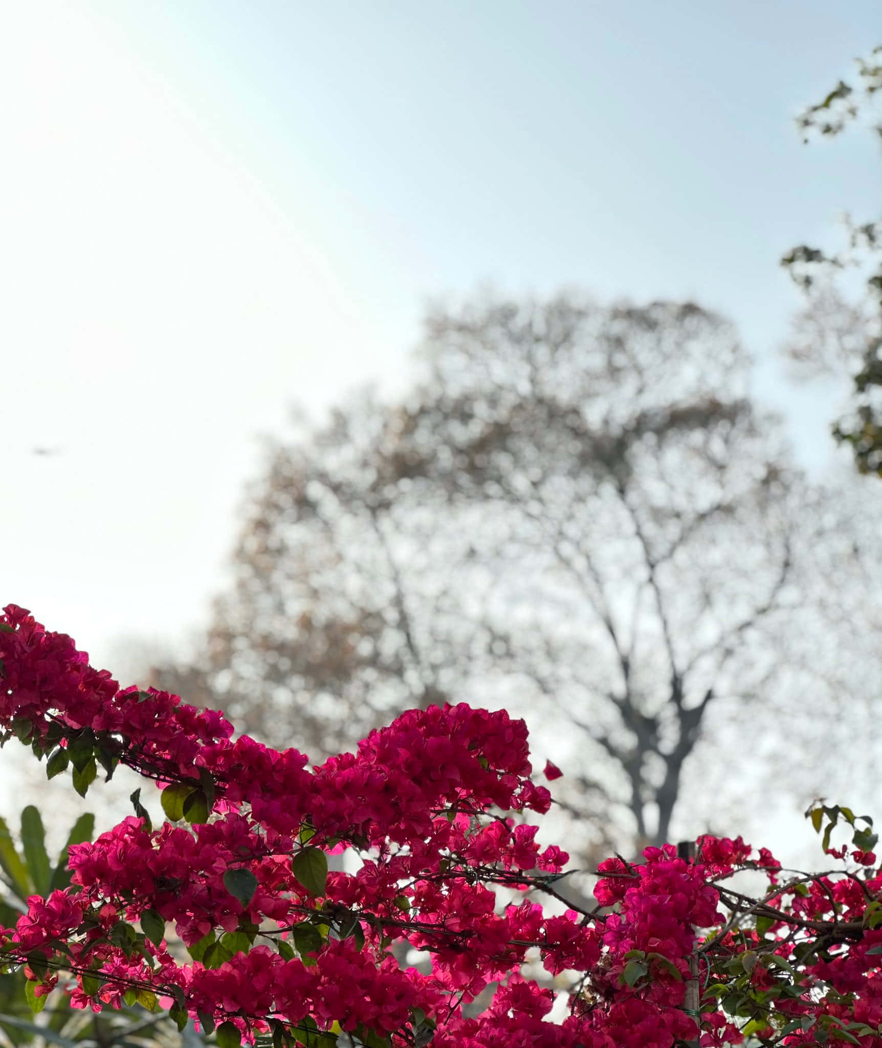 portrait mode, fuchsia bougainvillea, soft blurred tree, Full HD Phone Wallpaper