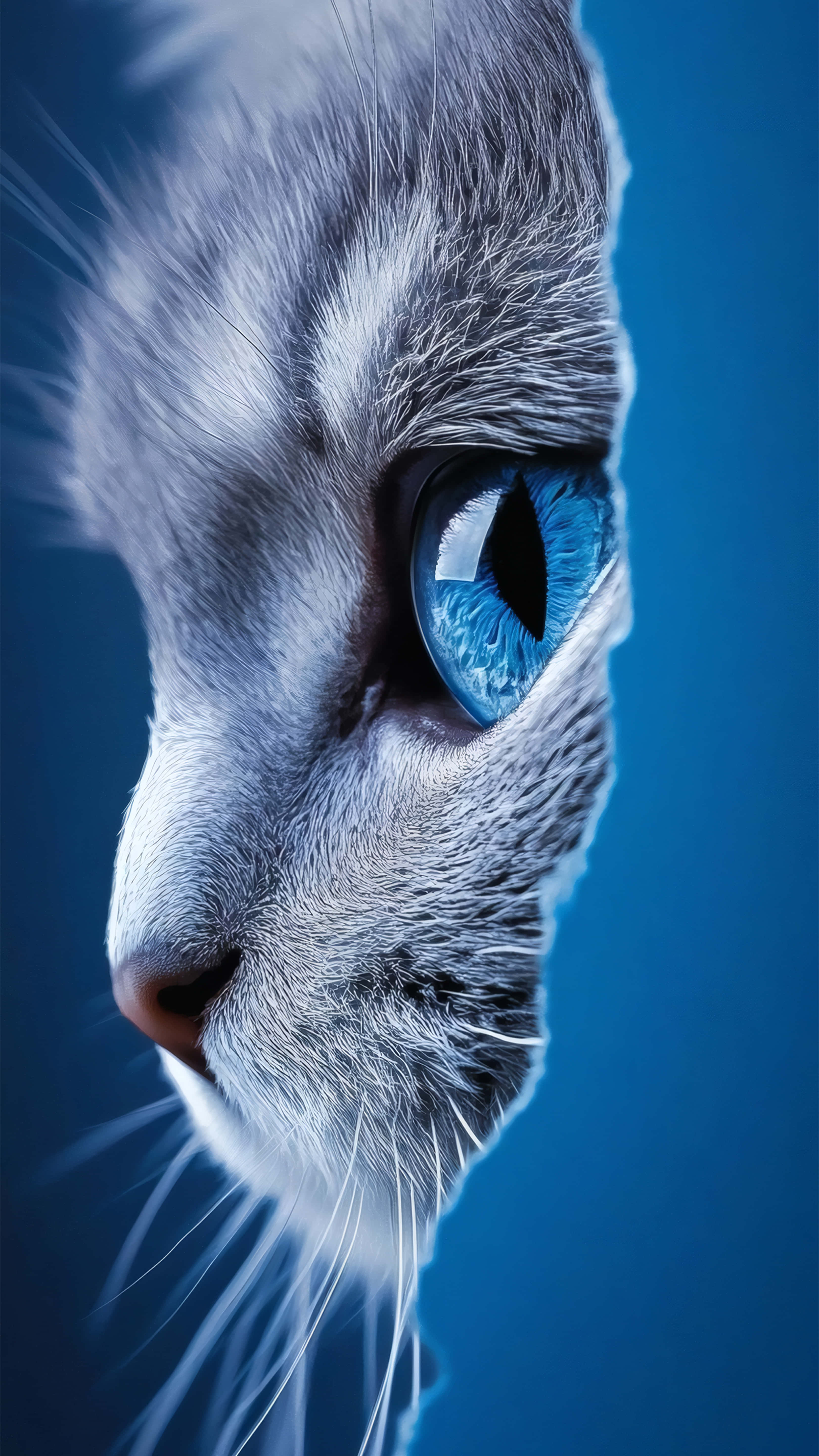 silver tabby cat, piercing blue eyes, deep blue gradient background, 5K Phone Wallpaper
