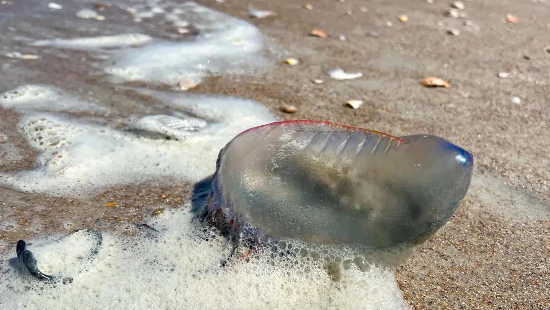 Portuguese Man O’ War