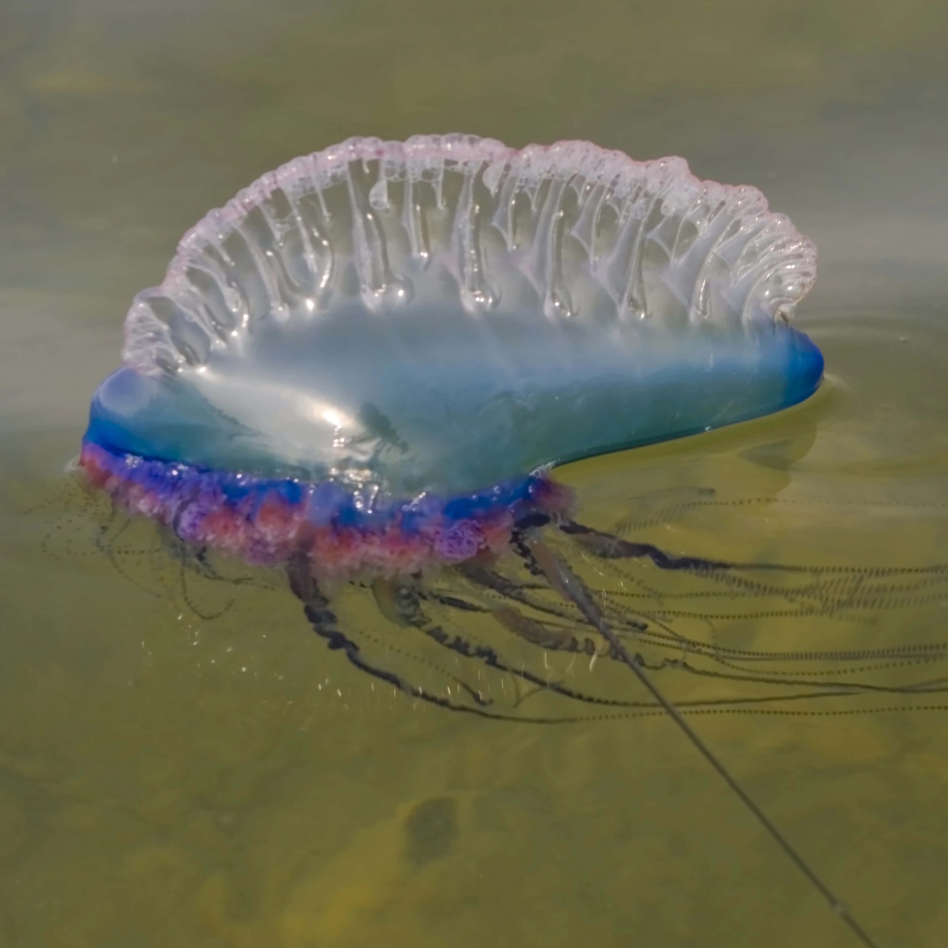 Portuguese Man O' War, vibrant blue, purple, 2K Desktop Wallpaper