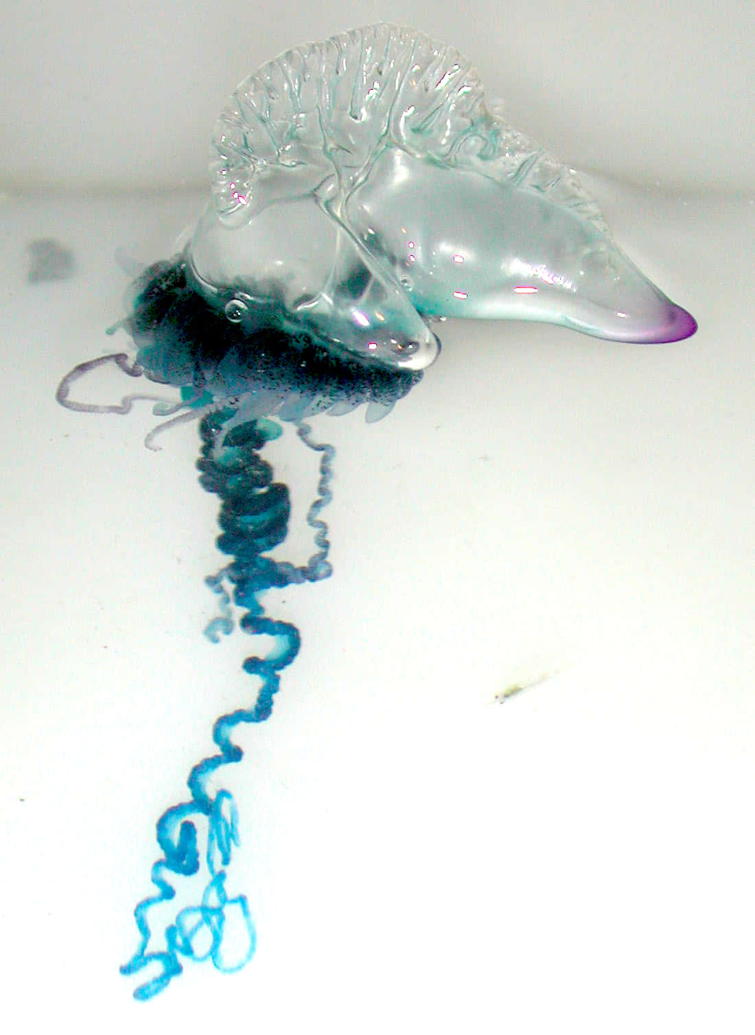 Portuguese Man O' War, translucent blue, purple, HD Phone Wallpaper