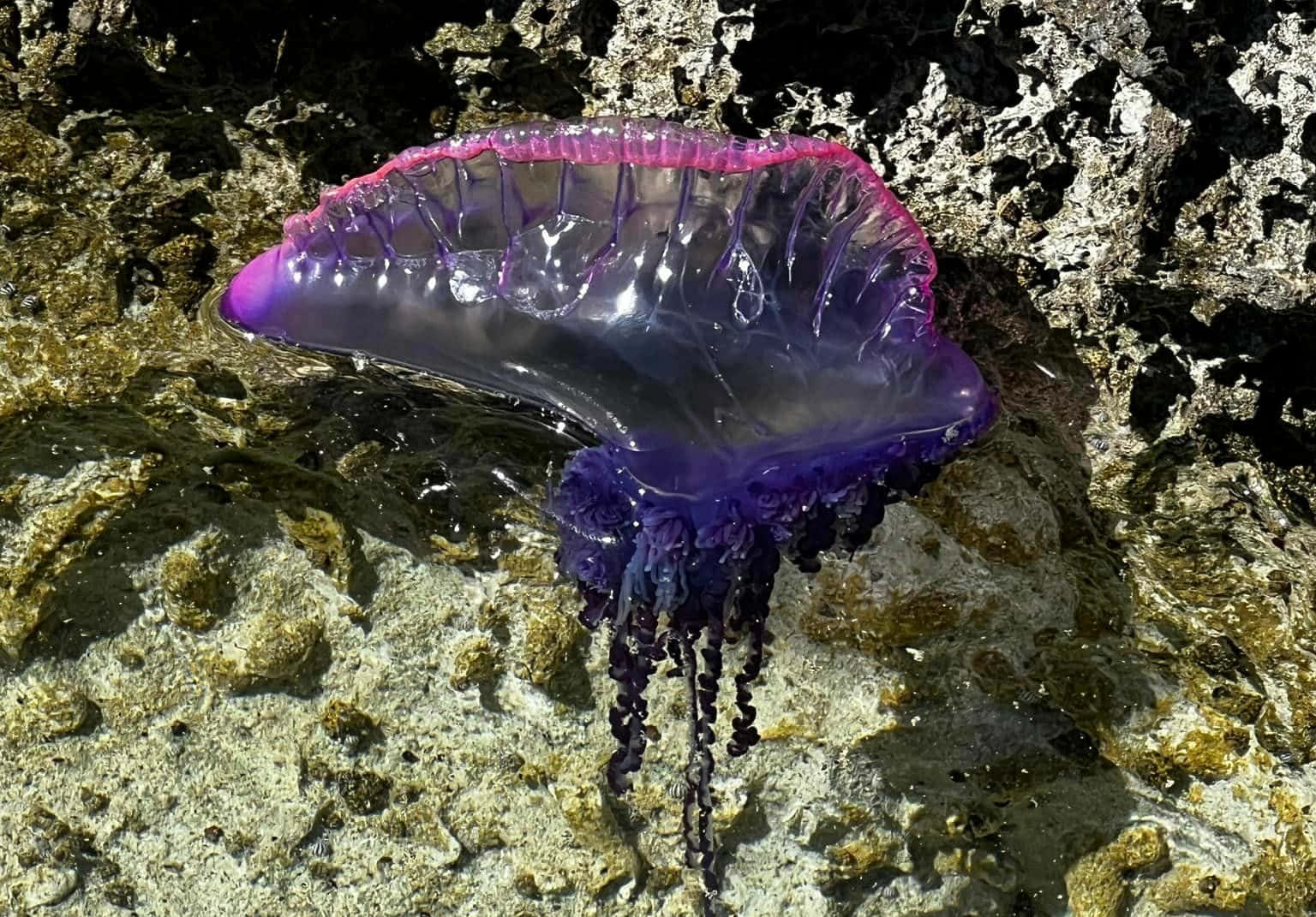 Portuguese Man O' War, vibrant purple, pink, HD Desktop Wallpaper