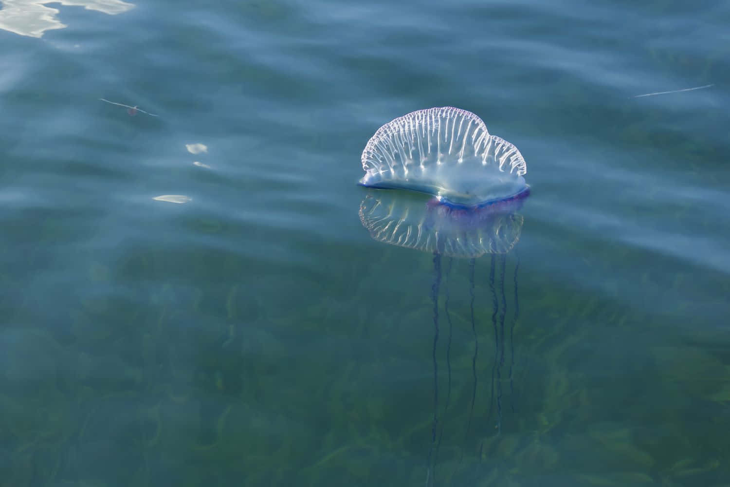 Portuguese Man O' War, blue-green water, translucent bell, HD Desktop Wallpaper