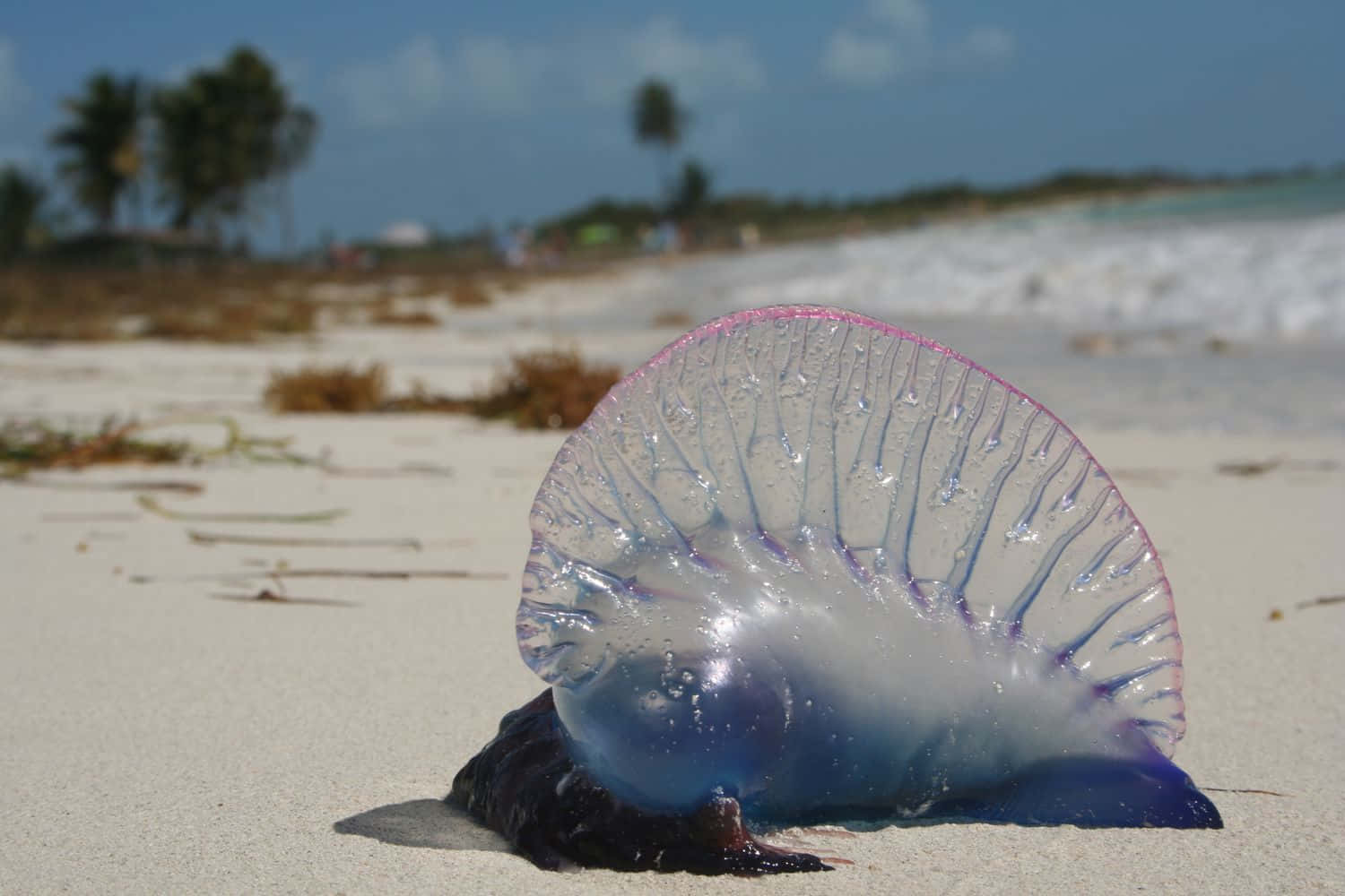 Portuguese Man O' War, white sand, ocean waves, HD Desktop Wallpaper