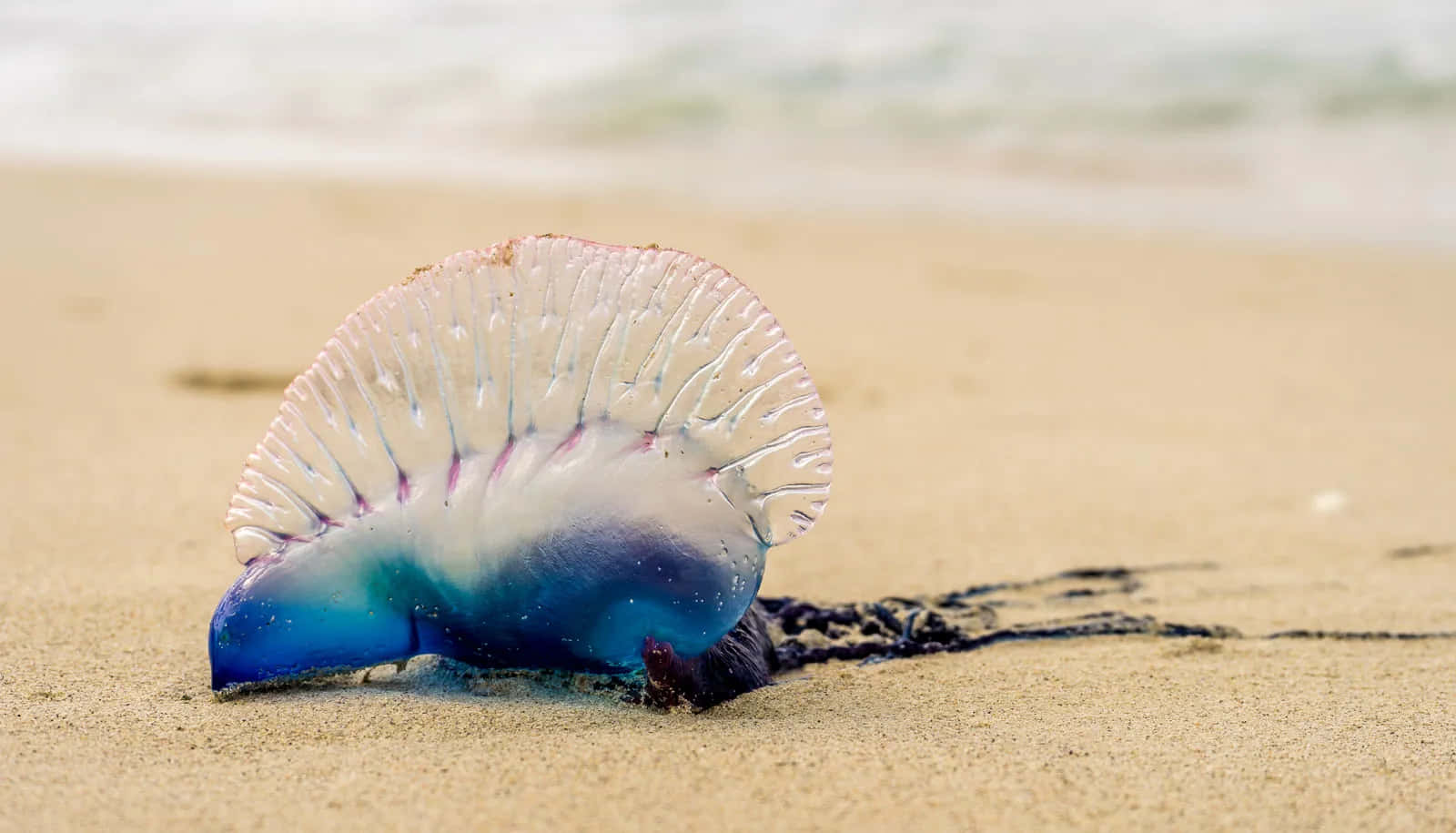 Portuguese man o' war, golden sand, ocean waves, HD Desktop Wallpaper