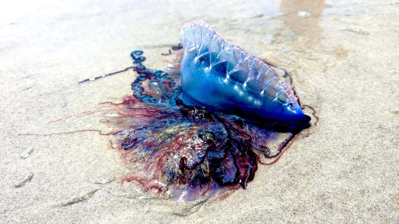 Portuguese Man O' War, blue, purple, HD Desktop Wallpaper