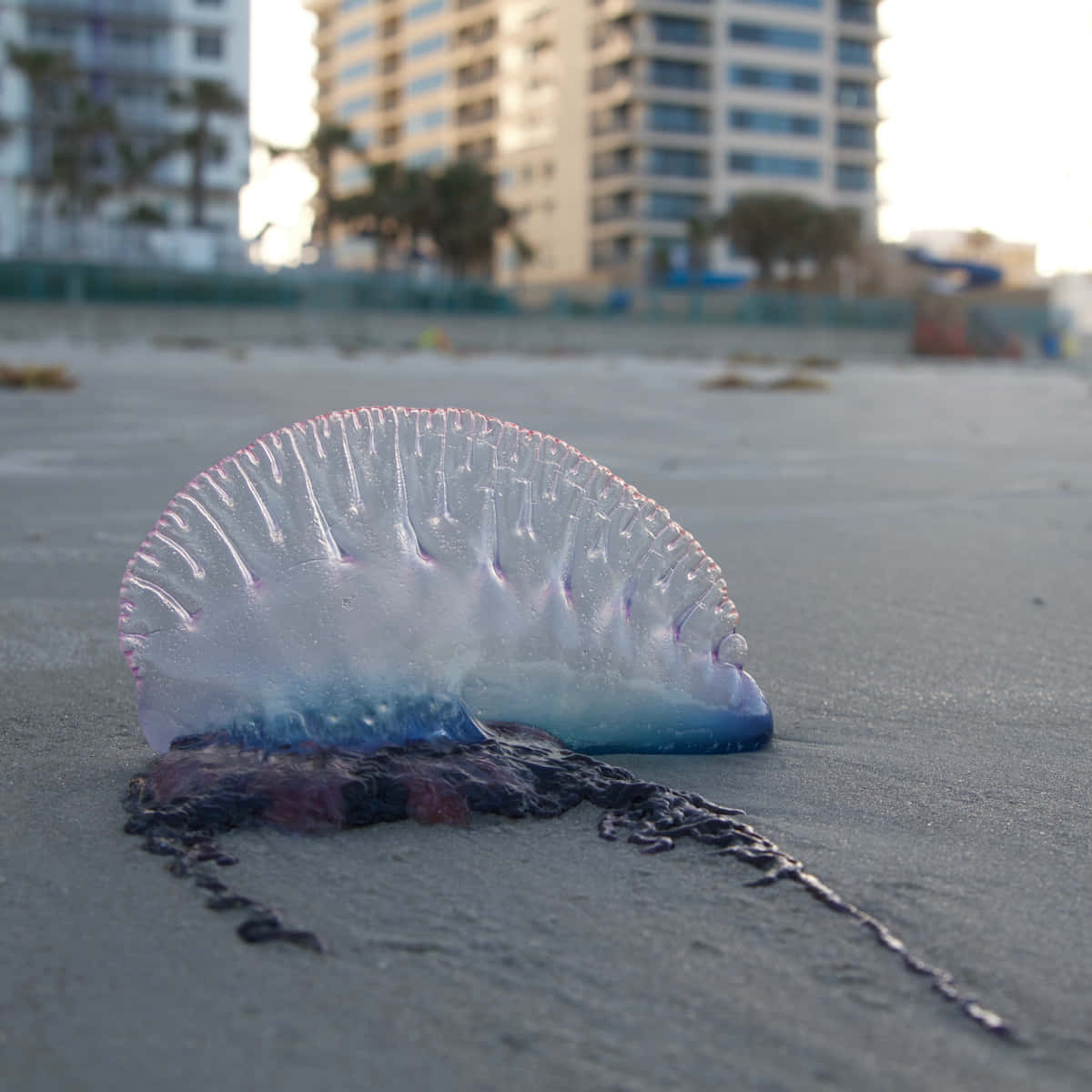 Portuguese Man O' War, translucent blue and purple, wet sand, SD Desktop Wallpaper