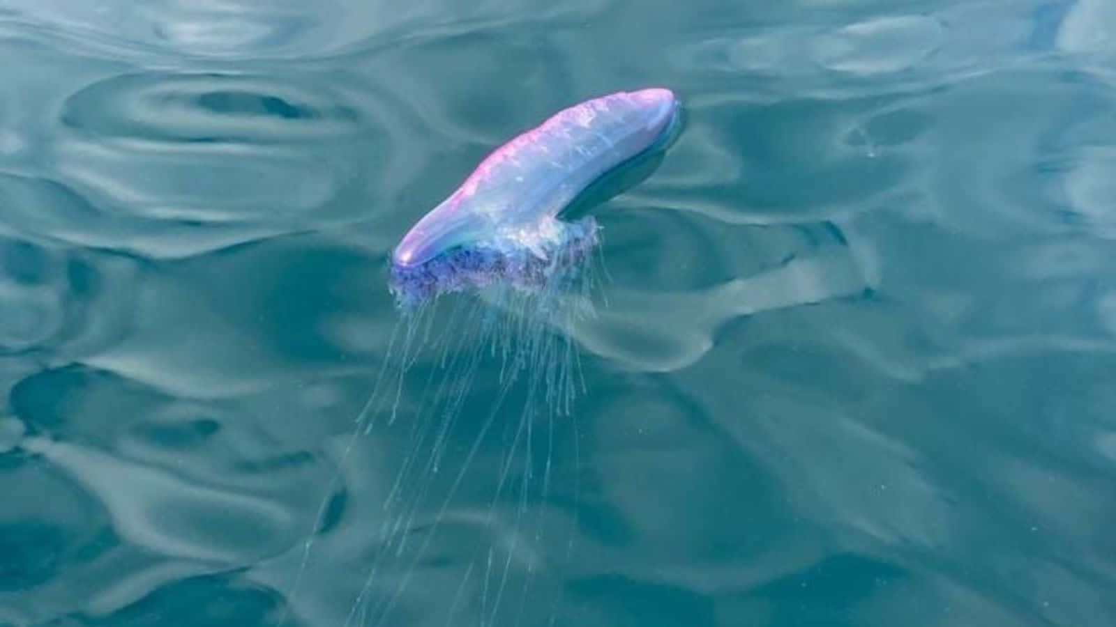 Portuguese Man O' War, glowing purple, teal ocean water, HD Desktop Wallpaper