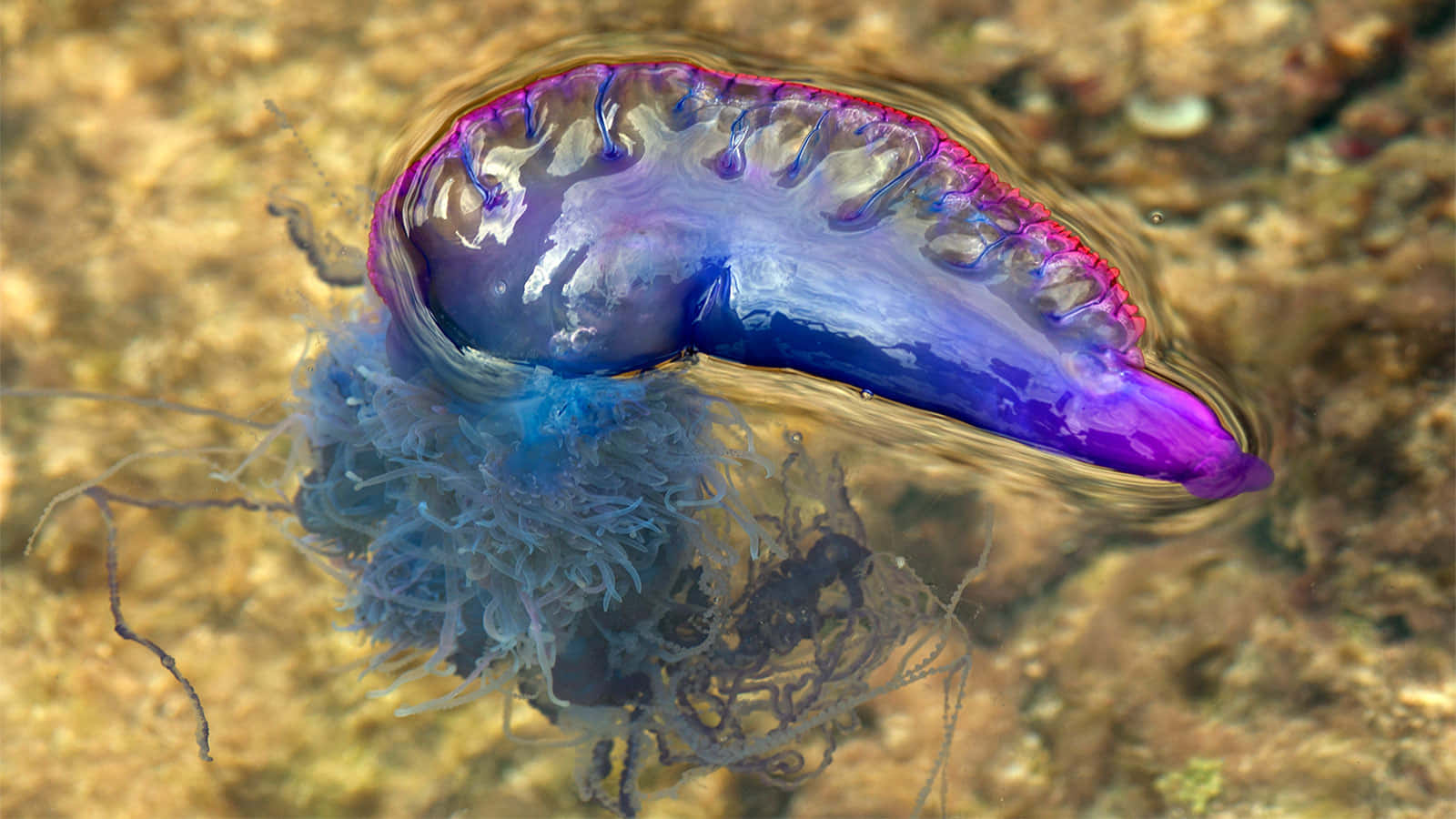 Portuguese Man O' War, vibrant purple, blue, HD Desktop Wallpaper