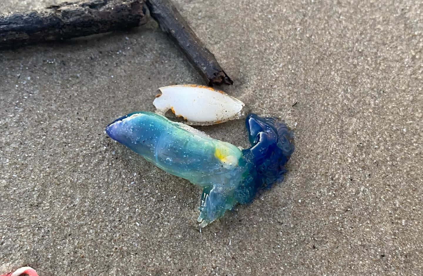 Portuguese Man O' War, blue, green, HD Desktop Wallpaper