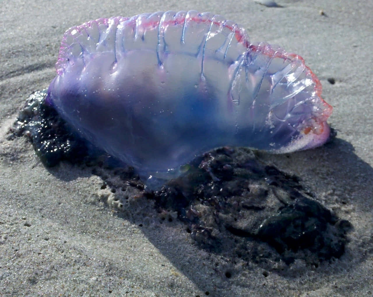 Portuguese Man O' War, translucent purple, pink, HD Desktop Wallpaper