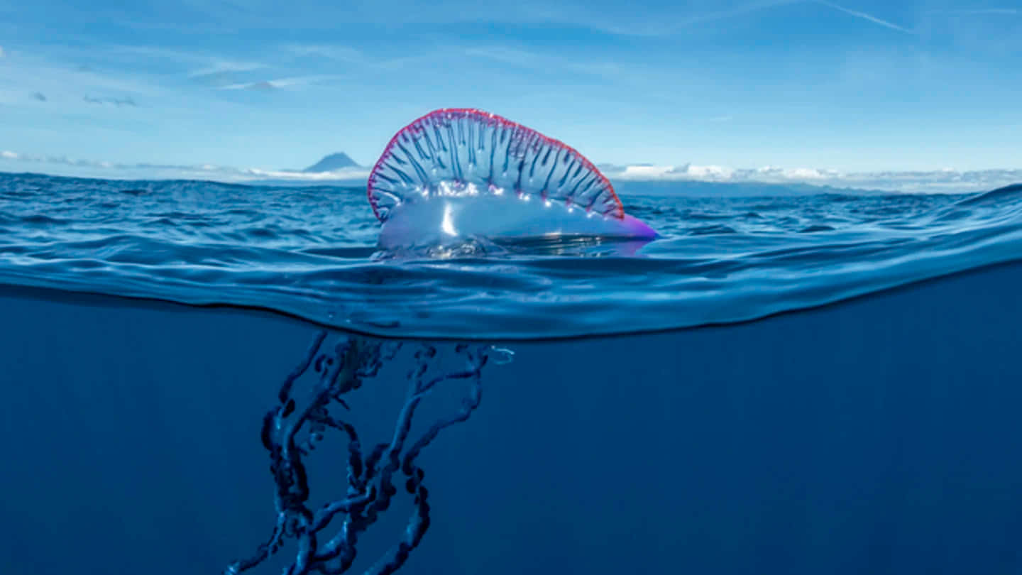 Portuguese Man O' War, ocean, blue sky, HD Desktop Wallpaper