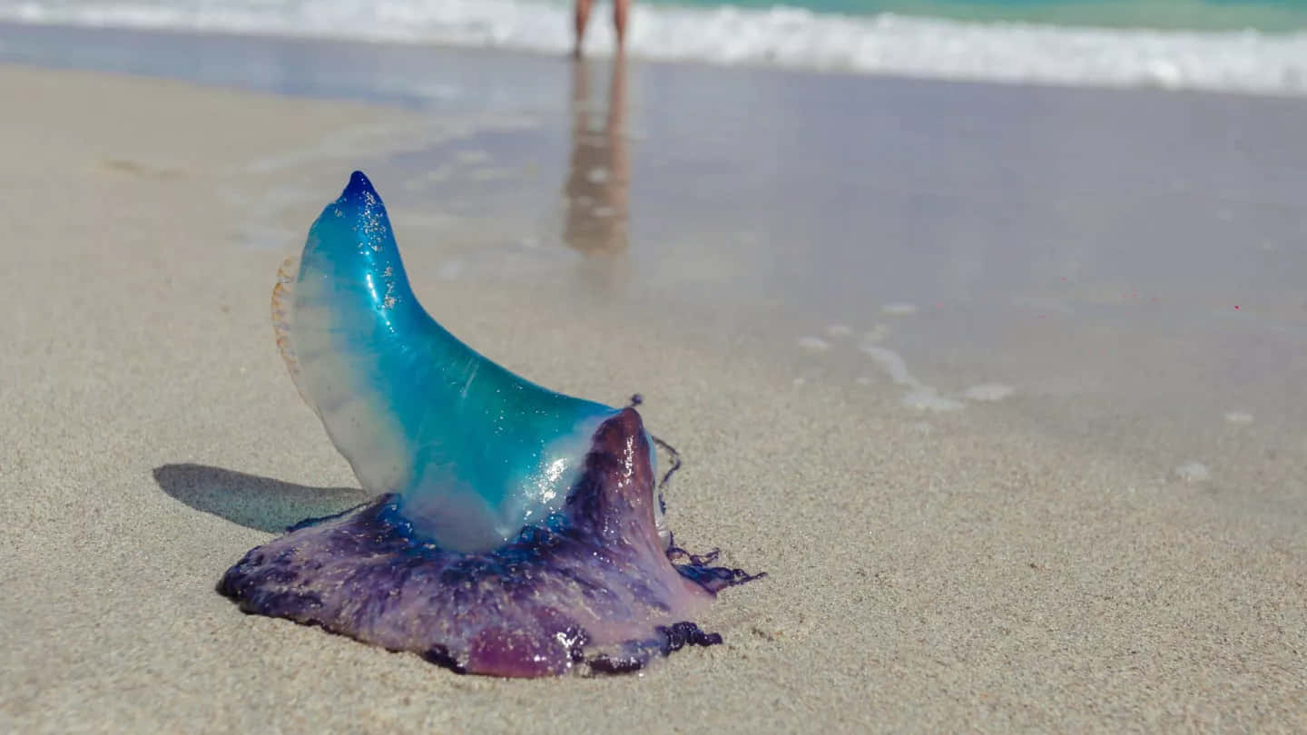 Portuguese Man O' War, wet sand, shoreline, HD Desktop Wallpaper