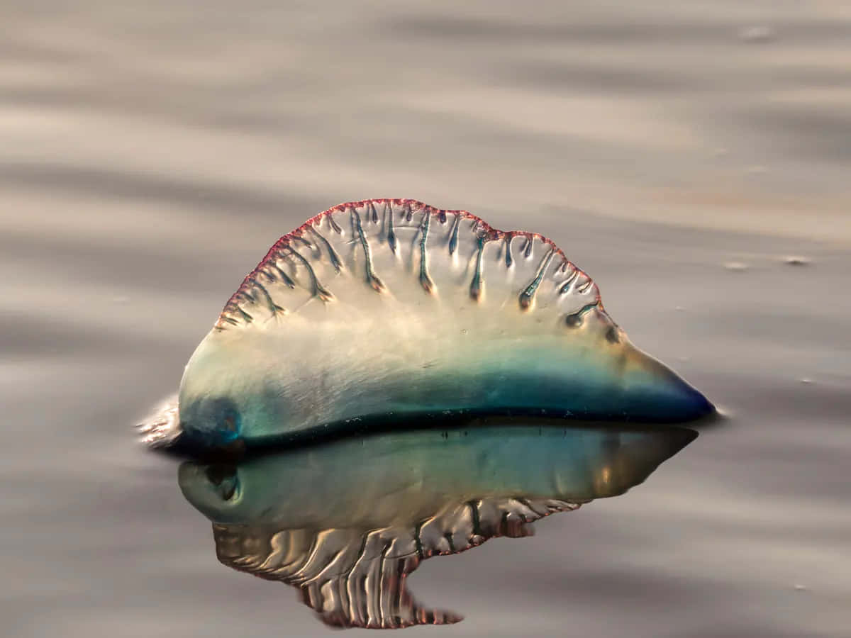 Portuguese Man O' War, translucent sail, red and blue, SD Desktop Wallpaper