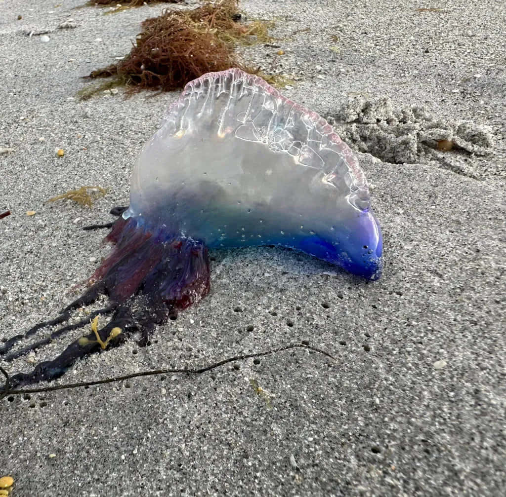 Portuguese Man O' War, translucent blue, purple, SD Desktop Wallpaper
