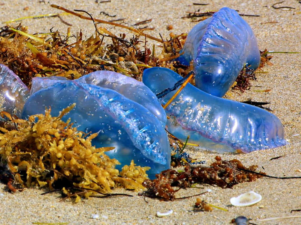 Portuguese Man O' War, beach, translucent blue jellyfish, SD Desktop Wallpaper