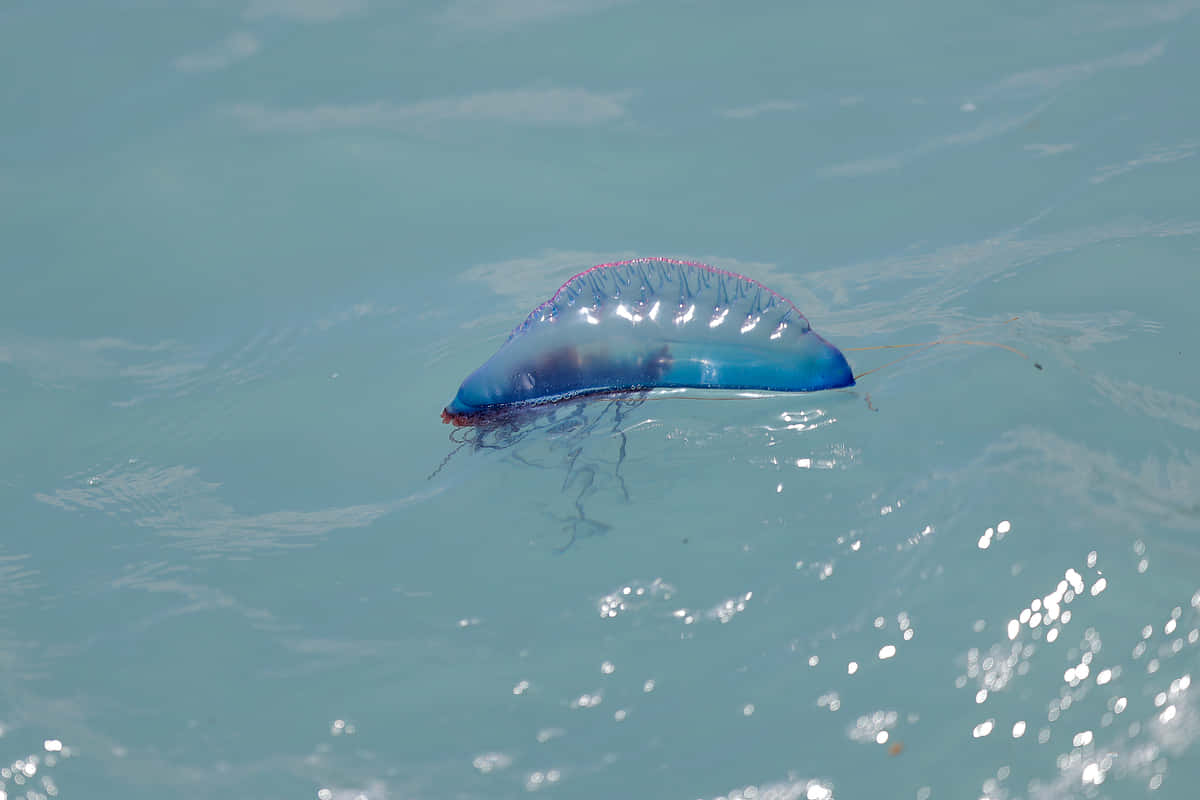 Portuguese Man O' War, turquoise ocean water, sunlit ripples, SD Desktop Wallpaper