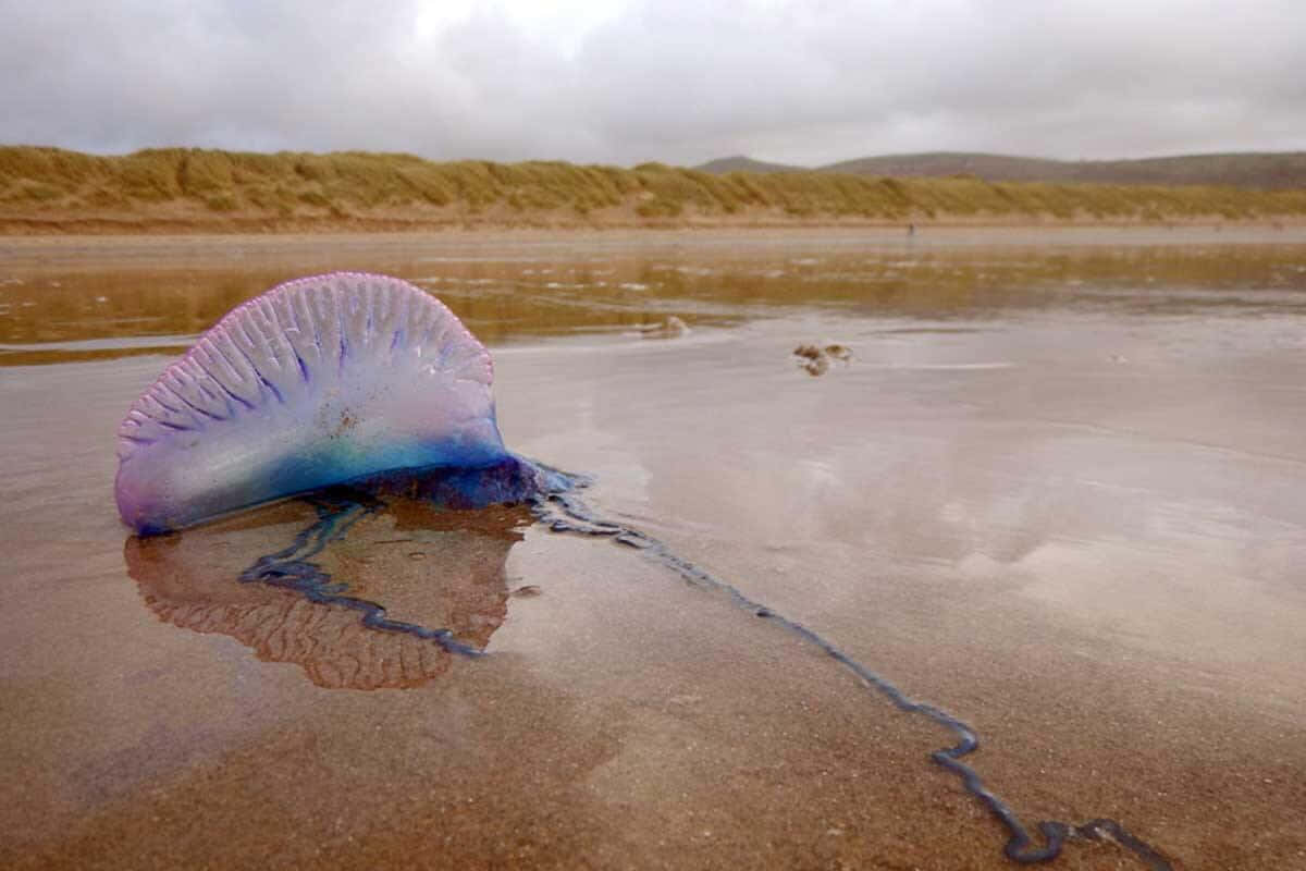 Portuguese Man O' War, vibrant purple, blue, SD Desktop Wallpaper