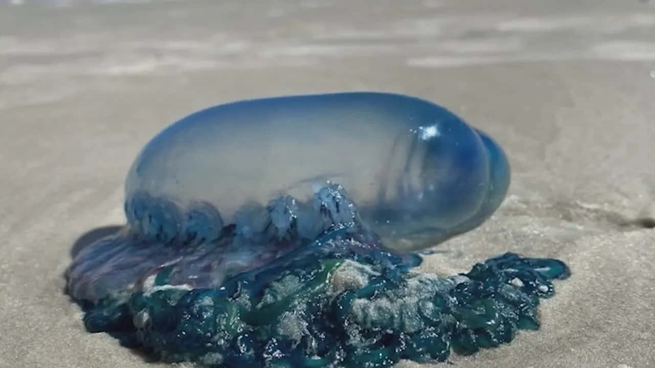 Portuguese Man O' War, translucent blue jellyfish, dark blue tentacles, HD Desktop Wallpaper