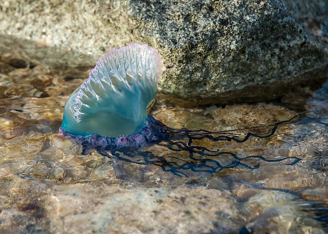 Portuguese Man O' War, translucent blue, purple, SD Desktop Wallpaper