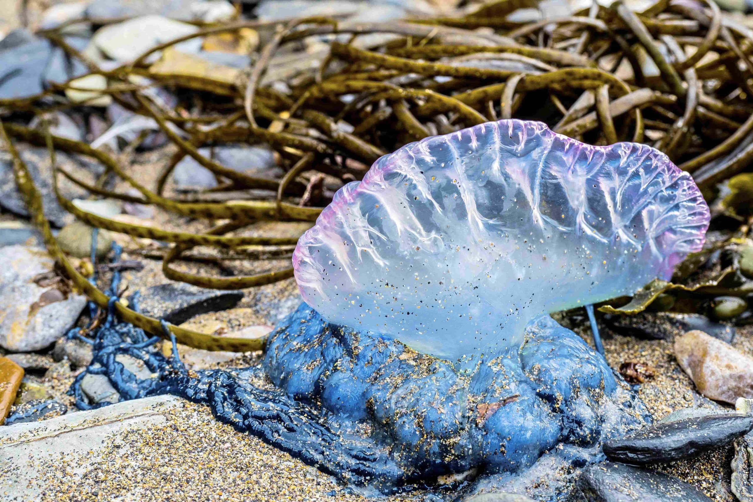 Portuguese Man O' War, translucent purple, blue, 2K Desktop Wallpaper