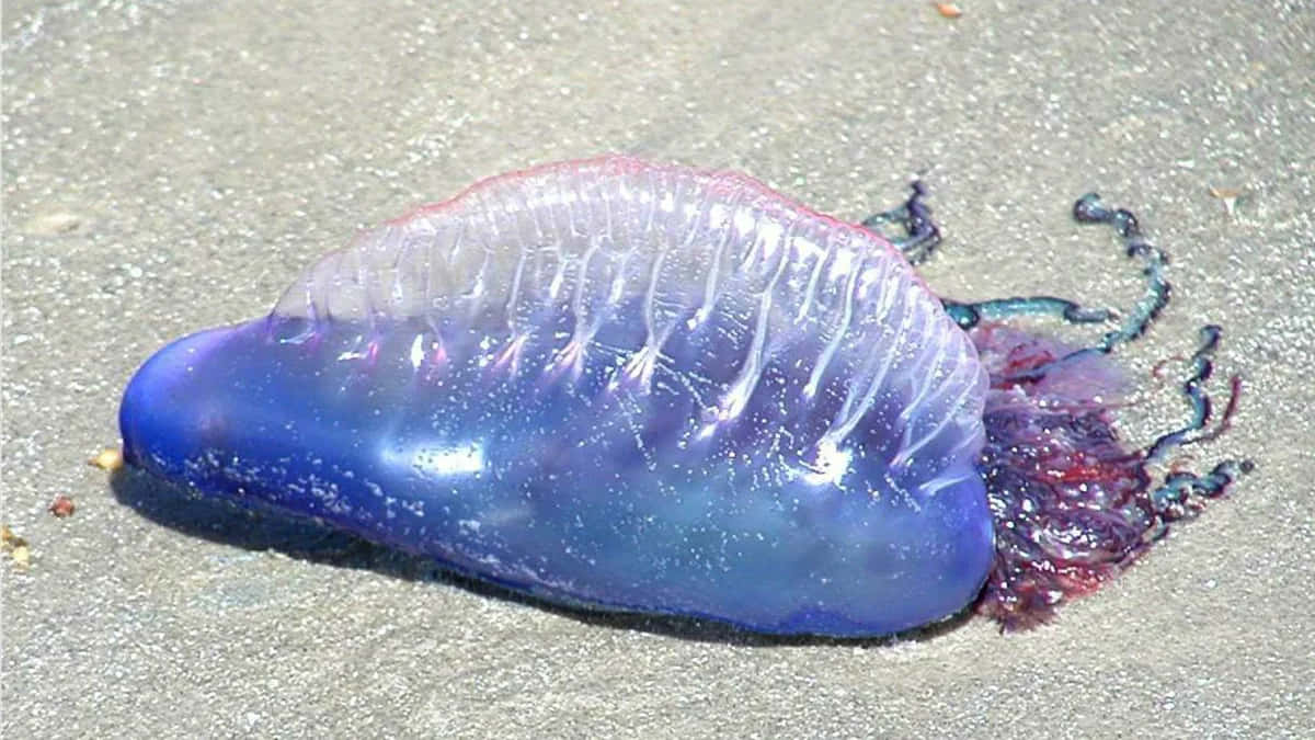 Portuguese Man O' War, wet sand, vibrant blue, SD Desktop Wallpaper