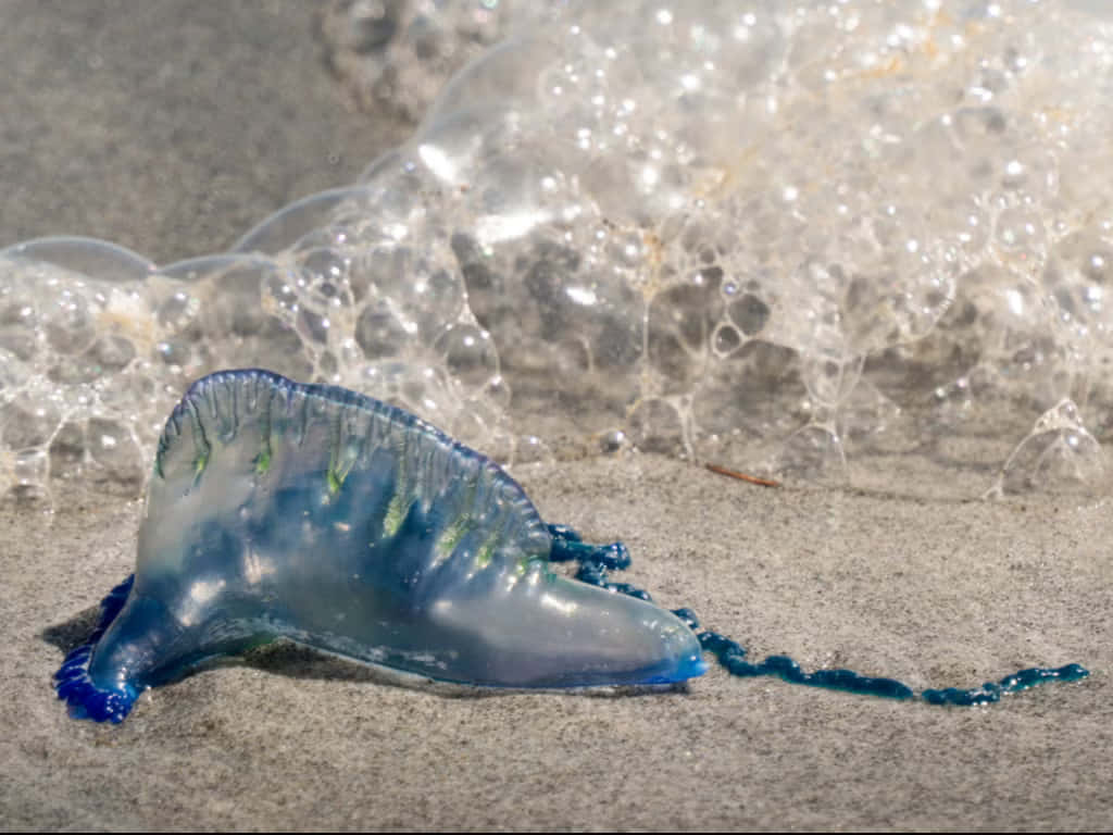 Portuguese Man O' War, translucent blue, greenish tentacles, SD Desktop Wallpaper
