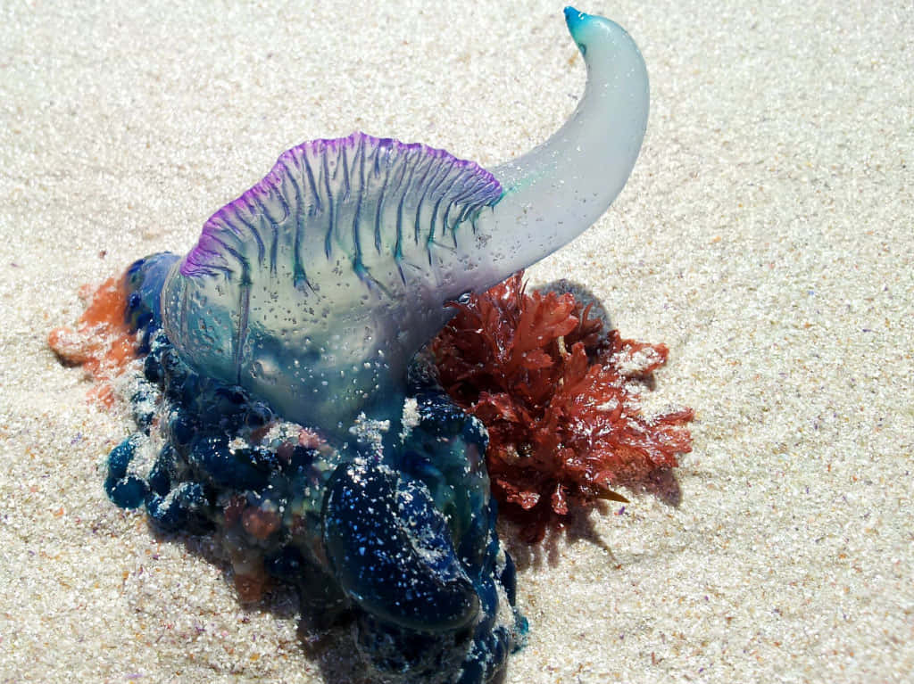Portuguese Man O' War, translucent blue-purple, sandy beach, SD Desktop Wallpaper