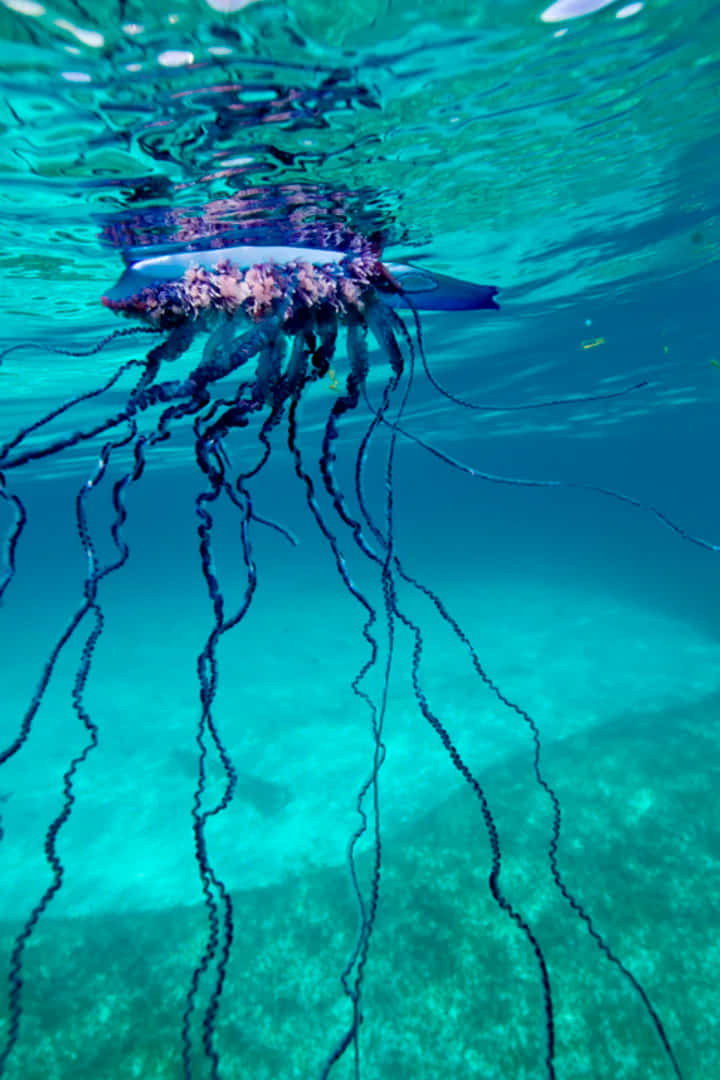 Portuguese Man O' War, blue jellyfish, long dark tentacles, SD Phone Wallpaper