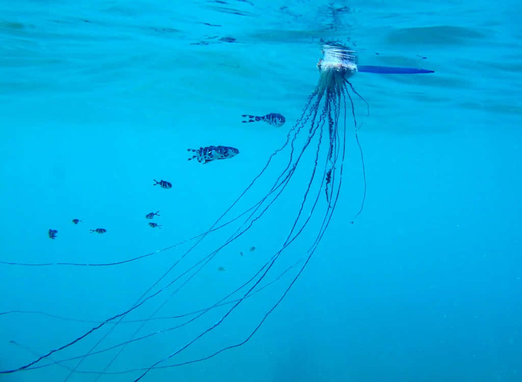 Portuguese Man O' War, long trailing tentacles, clear blue ocean, SD Desktop Wallpaper