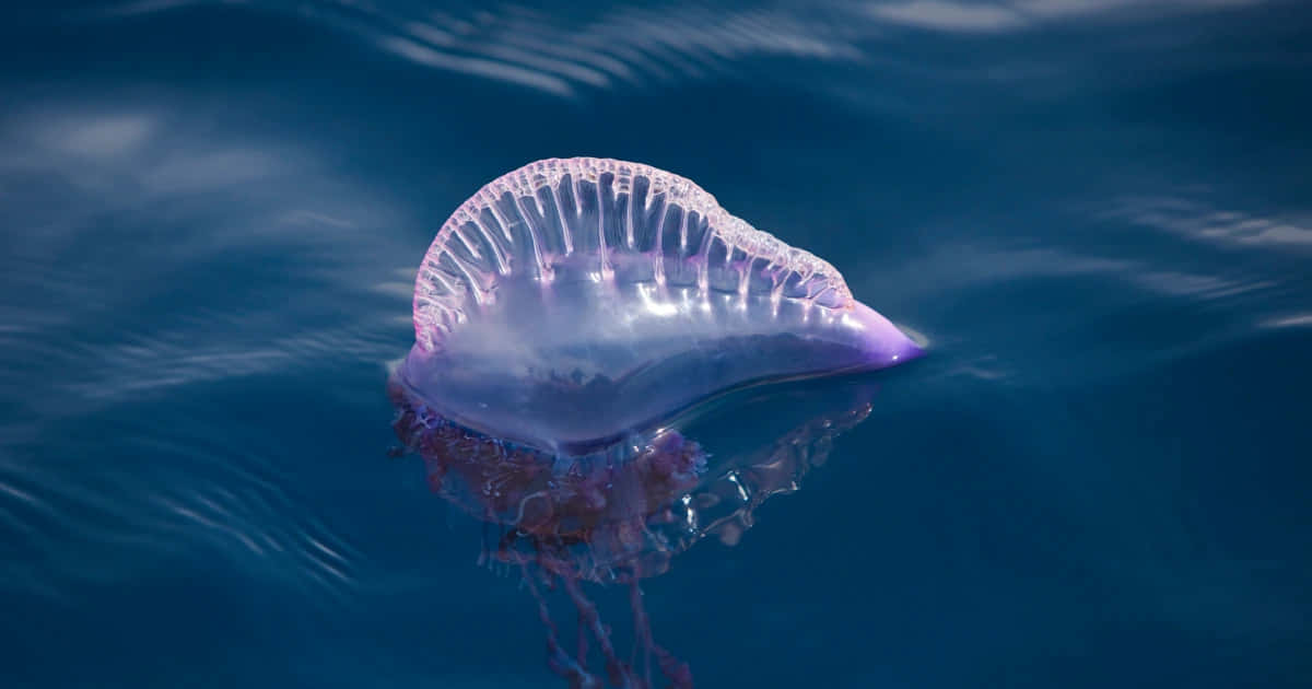 Portuguese Man O' War, translucent purple, deep blue ocean waves, SD Desktop Wallpaper