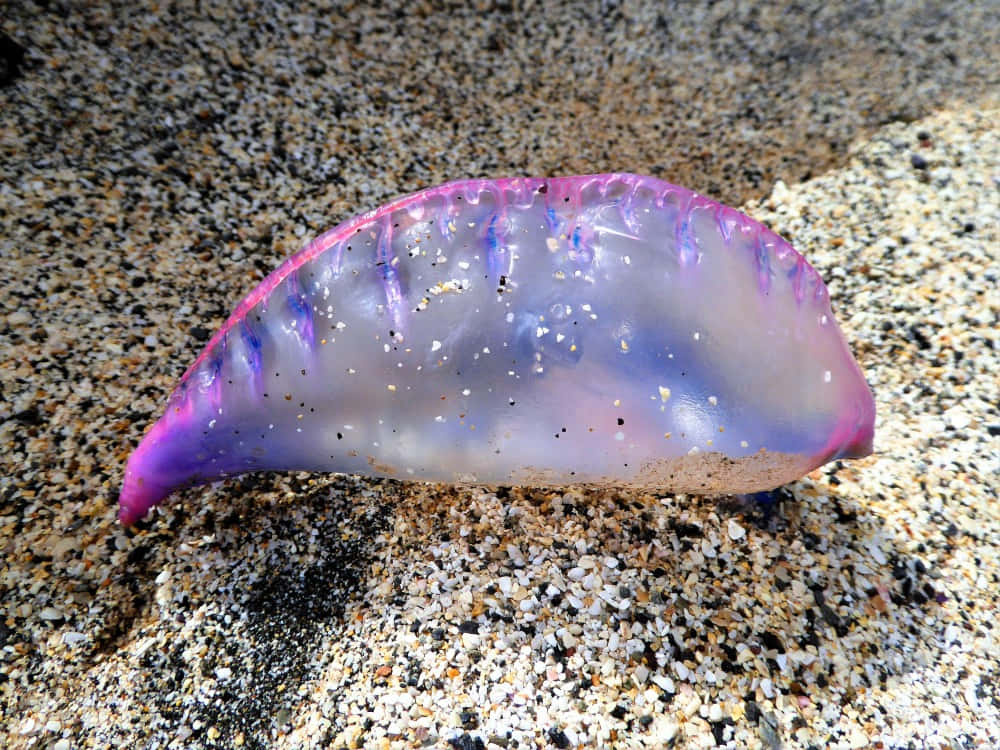 Portuguese Man O' War, translucent purple, pink, SD Desktop Wallpaper
