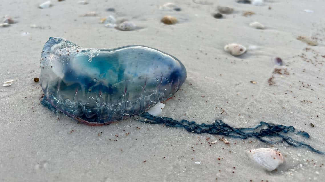 Portuguese Man O' War, translucent blue, red tentacles, SD Desktop Wallpaper