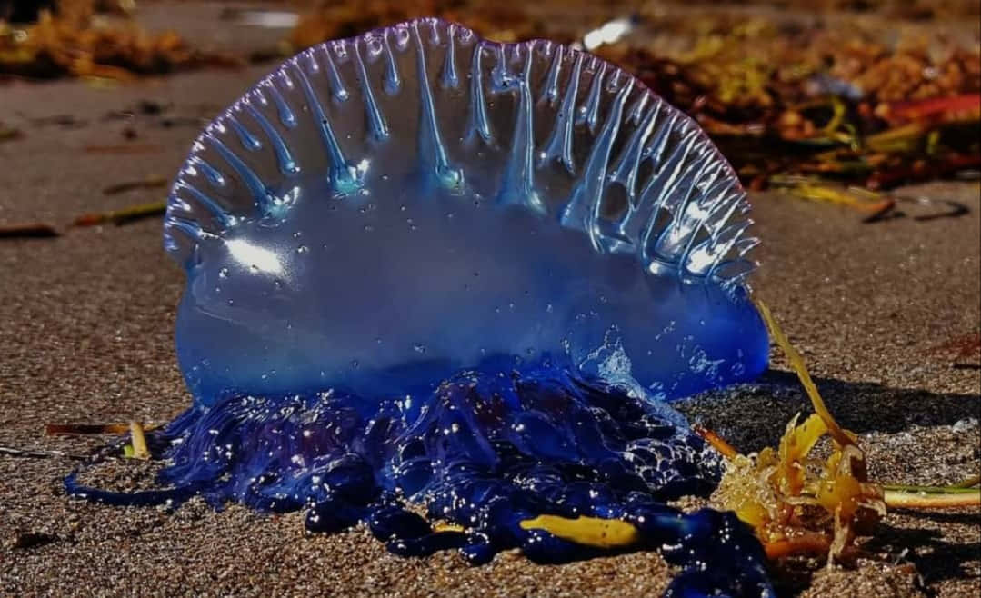 Portuguese Man O' War, wet sand, seaweed, SD Desktop Wallpaper