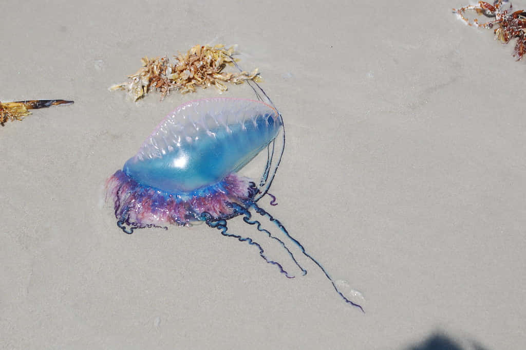 Portuguese Man O' War, vibrant blue, purple, SD Desktop Wallpaper