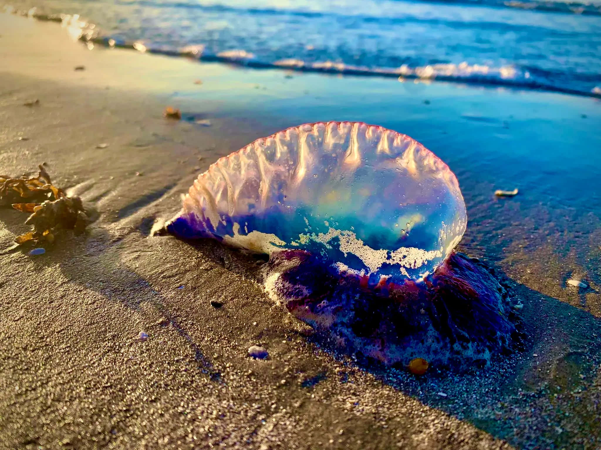 Portuguese Man O' War, sunset, wet sand, Full HD Desktop Wallpaper