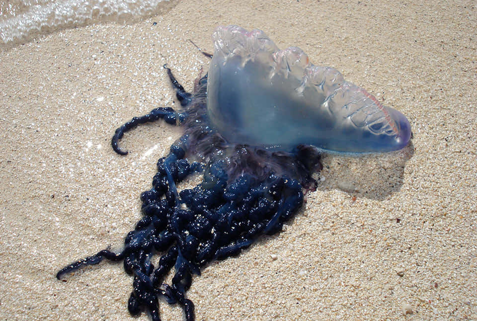 Portuguese Man O' War, translucent blue, dark tentacles, SD Desktop Wallpaper