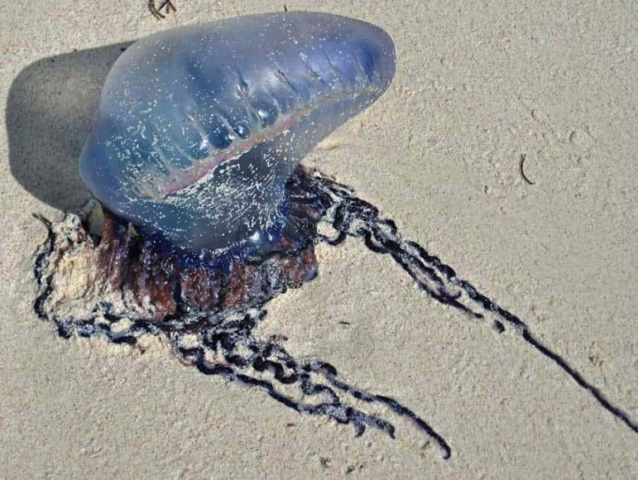 Portuguese Man O' War, translucent blue, dark tentacles, SD Desktop Wallpaper