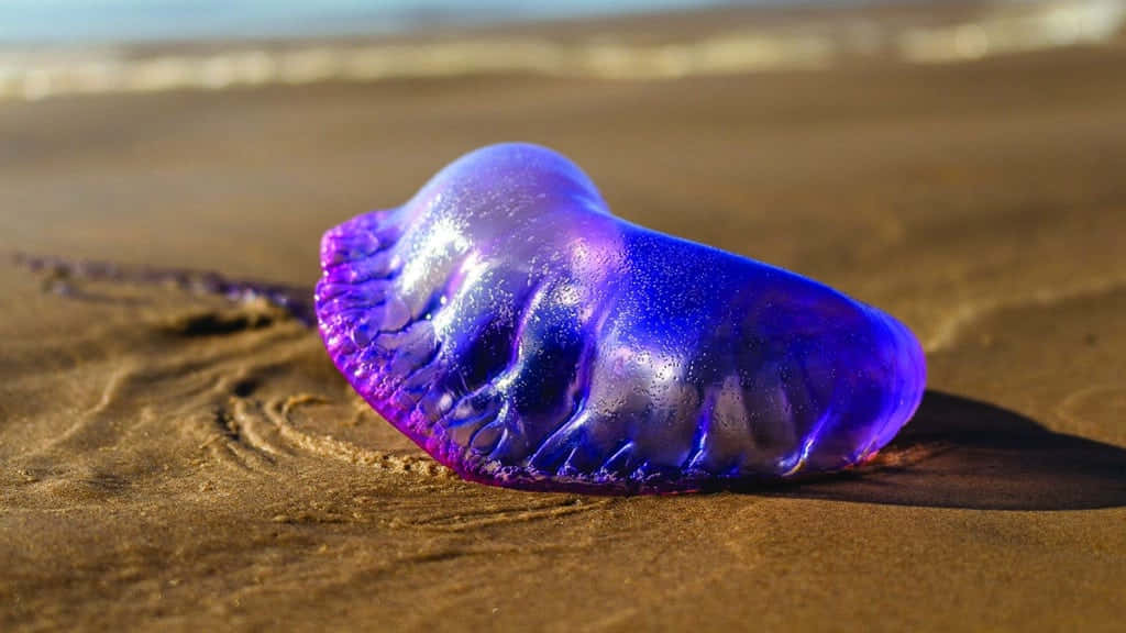 Portuguese Man O' War, vibrant purple, blue, SD Desktop Wallpaper