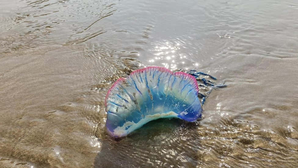 Portuguese Man O' War, bluebottle jellyfish, sandy beach, SD Desktop Wallpaper