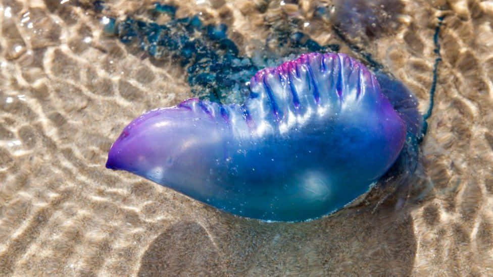 Portuguese Man O' War, vibrant purple, blue, SD Desktop Wallpaper