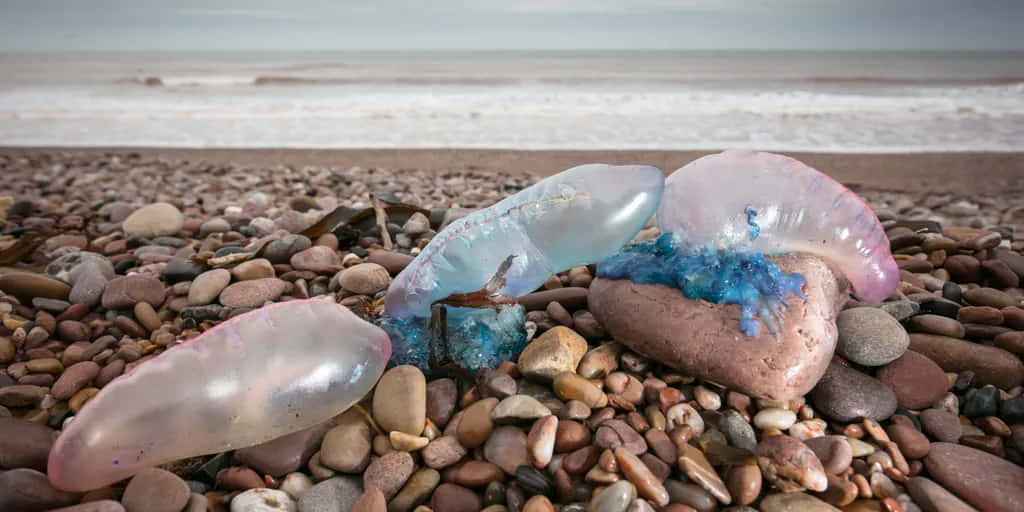 Portuguese Man O' War, pebbled beach, translucent blue, SD Desktop Wallpaper