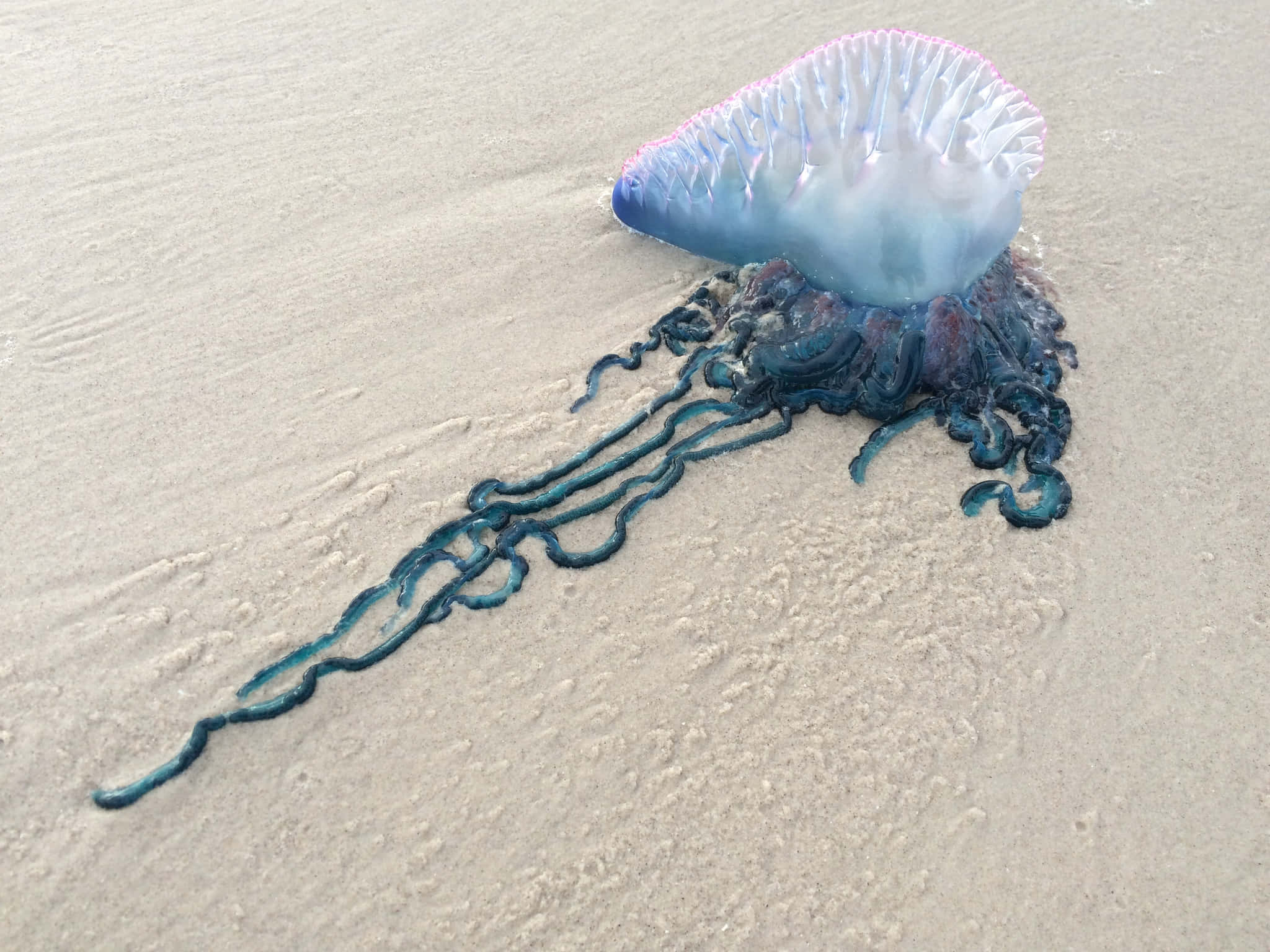 Portuguese Man O' War, blue jellyfish, pink-tipped tentacles, Full HD Desktop Wallpaper