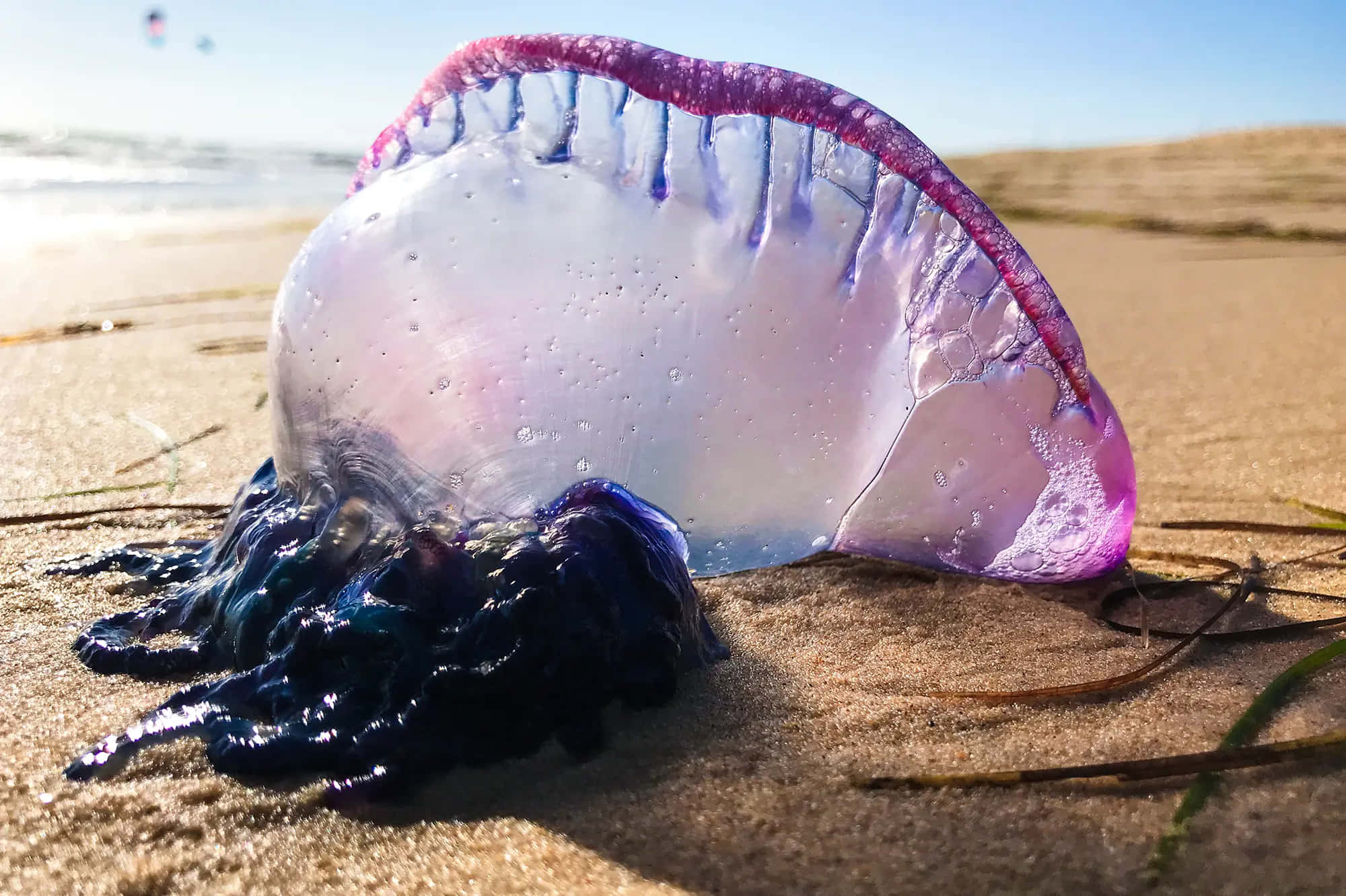 Portuguese Man O' War, translucent purple, dark blue tentacles, Full HD Desktop Wallpaper