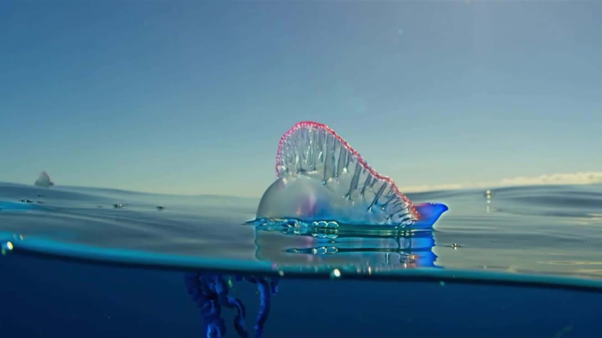 Portuguese Man O' War, translucent blue, pink-tipped tentacles, Full HD Desktop Wallpaper