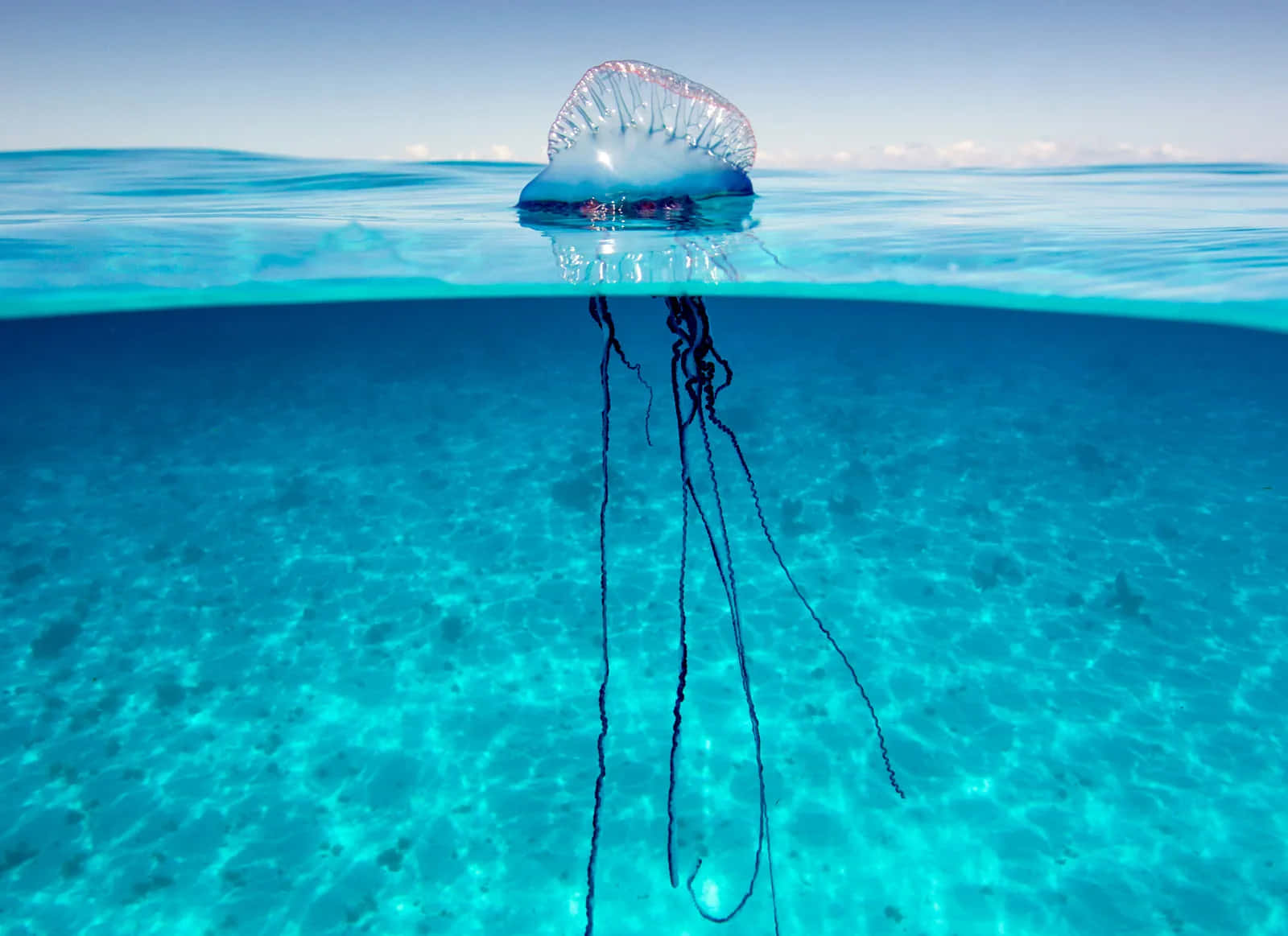 Portuguese Man O' War, translucent blue, dark tentacles, HD Desktop Wallpaper