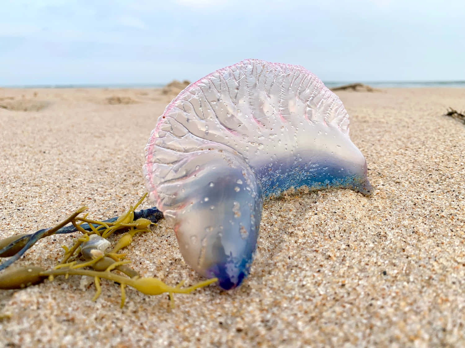 Portuguese Man O' War, translucent blue, pink, HD Desktop Wallpaper